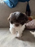 Luna, a female Shih Tzu for sale in Chesapeake, VA – 2 of 5