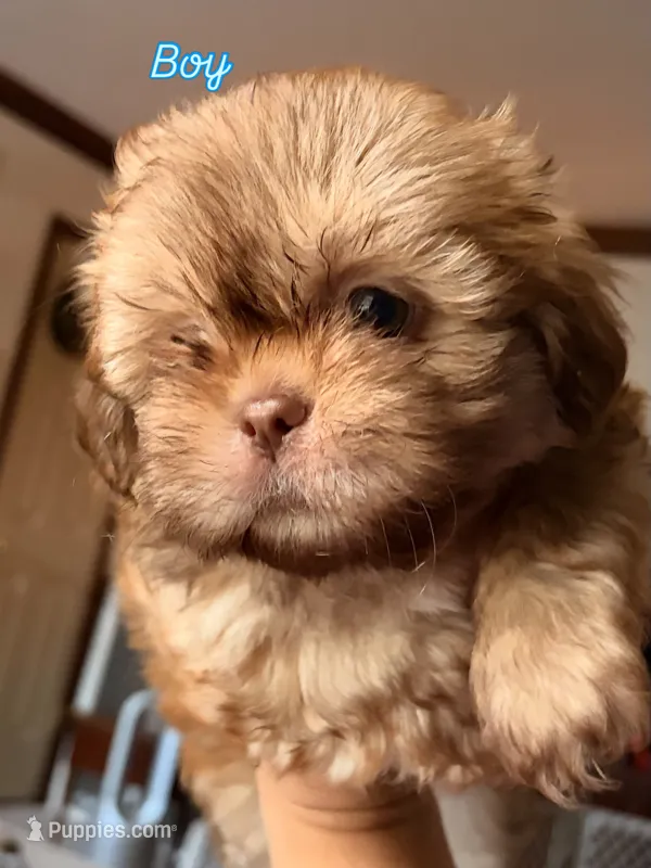 Chonklate – Shih Tzu puppy for sale in Chesapeake, VA