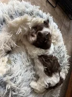 Max, a male Shih Tzu for sale in Chesapeake, VA – 3 of 5