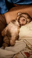 Chonklate, a male Shih Tzu for sale in Chesapeake, VA – 2 of 5
