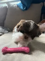 Luna, a female Shih Tzu for sale in Chesapeake, VA – 4 of 5