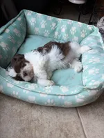 Jackson , a male Shih Tzu for sale in Chesapeake, VA – 3 of 5