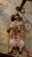 Chonklate, a male Shih Tzu for sale in Chesapeake, VA – 4 of 5