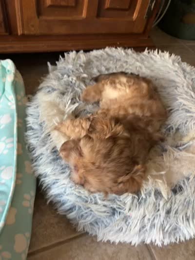 Susie, a female Shih Tzu for sale in Chesapeake, VA – 4 of 4