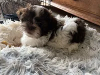 Max, a male Shih Tzu for sale in Chesapeake, VA – 4 of 5