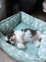 Jackson , a male Shih Tzu for sale in Chesapeake, VA – 2 of 5