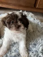 Max, a male Shih Tzu for sale in Chesapeake, VA – 5 of 5