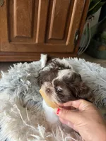 Max, a male Shih Tzu for sale in Chesapeake, VA – 2 of 5
