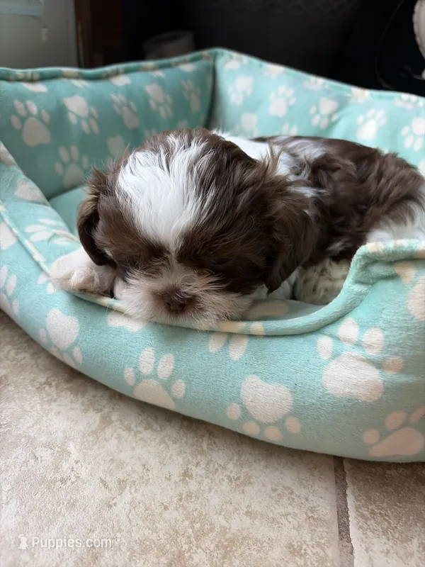 Jackson  – Shih Tzu puppy for sale in Chesapeake, VA