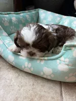 Jackson , a male Shih Tzu for sale in Chesapeake, VA – 1 of 5