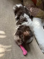 Luna, a female Shih Tzu for sale in Chesapeake, VA – 3 of 5