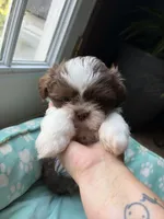Jackson , a male Shih Tzu for sale in Chesapeake, VA – 4 of 5