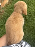 Sleepy , a male Golden Retriever for sale in Elizabethtown, KY – 7 of 10