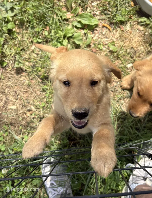 Bashful – Golden Retriever puppy for sale in Elizabethtown, KY