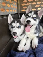 Heart, a female Siberian Husky for sale in Elizabethtown, KY – 4 of 10