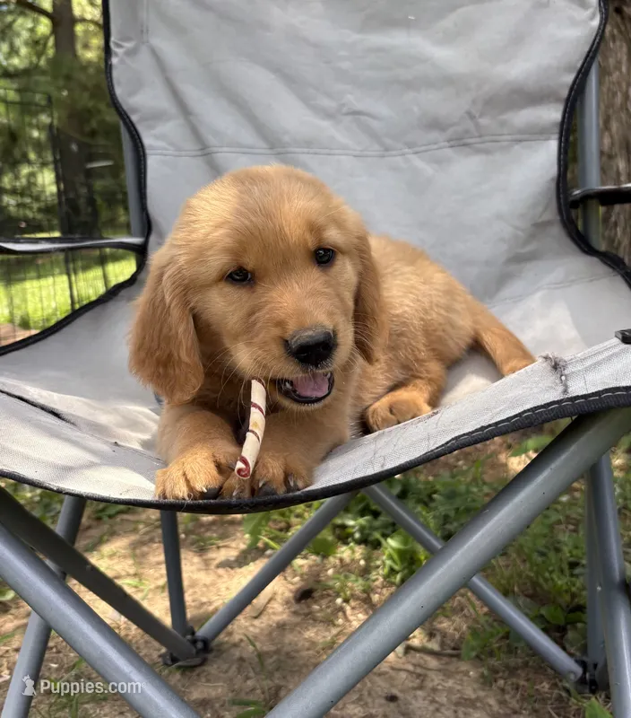 Grumpy – Golden Retriever puppy for sale in Elizabethtown, KY