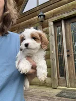 Lemon, a female Cavapoo for sale in Elizabethtown, KY – 2 of 7