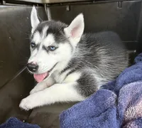 Queen, a female Siberian Husky for sale in Elizabethtown, KY – 5 of 10