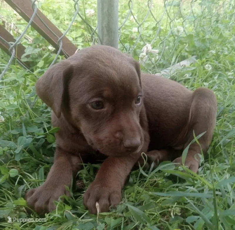 Brownie  – Labrador Retriever puppy for sale in Elizabethtown, KY
