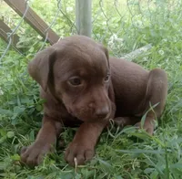 Brownie , a female Labrador Retriever for sale in Elizabethtown, KY – 1 of 2