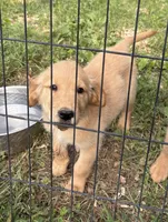 Bashful, a female Golden Retriever for sale in Elizabethtown, KY – 4 of 9