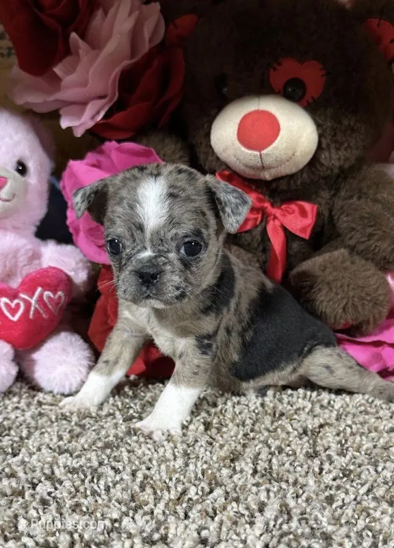 Rose – Boston Terrier, Pug puppy for sale in Elizabethtown, KY