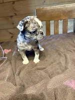 Rose, a female Boston Terrier and Pug for sale in Elizabethtown, KY – Photo 7 of 10