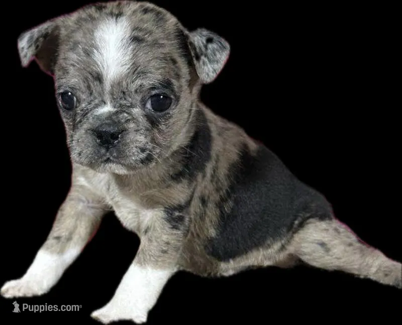 Rose – Boston Terrier, Pug puppy for sale in Elizabethtown, KY