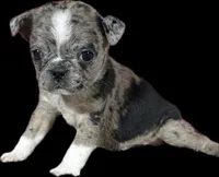 Rose, a female Boston Terrier and Pug for sale in Elizabethtown, KY – Photo 10 of 10