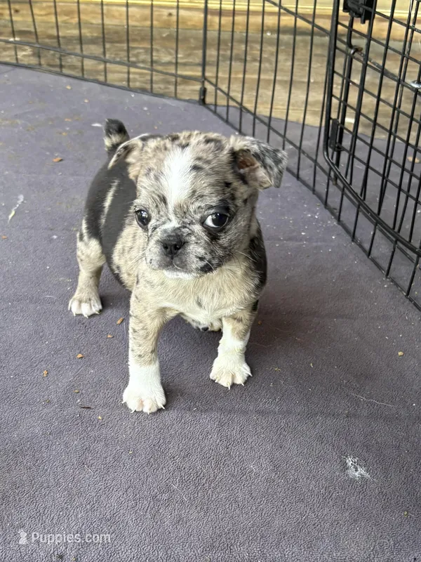 Rose – Boston Terrier, Pug puppy for sale in Elizabethtown, KY