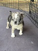 Rose, a female Boston Terrier and Pug for sale in Elizabethtown, KY – Photo 1 of 10