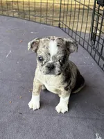 Rose, a female Boston Terrier and Pug for sale in Elizabethtown, KY – Photo 4 of 10