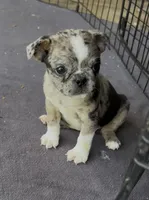 Rose, a female Boston Terrier and Pug for sale in Elizabethtown, KY – Photo 5 of 10