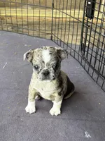 Rose, a female Boston Terrier and Pug for sale in Elizabethtown, KY – Photo 2 of 10