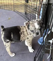 Rose, a female Boston Terrier and Pug for sale in Elizabethtown, KY – Photo 3 of 10