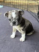 Rose, a female Boston Terrier and Pug for sale in Elizabethtown, KY – Photo 8 of 10
