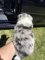 Blue Merle-opal, a female Australian Shepherd for sale in Elizabethtown, KY – 7 of 9