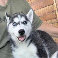 Queen, a female Siberian Husky for sale in Elizabethtown, KY – 2 of 10