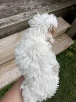 Coconut , a female Cavapoo for sale in Elizabethtown, KY – 6 of 9