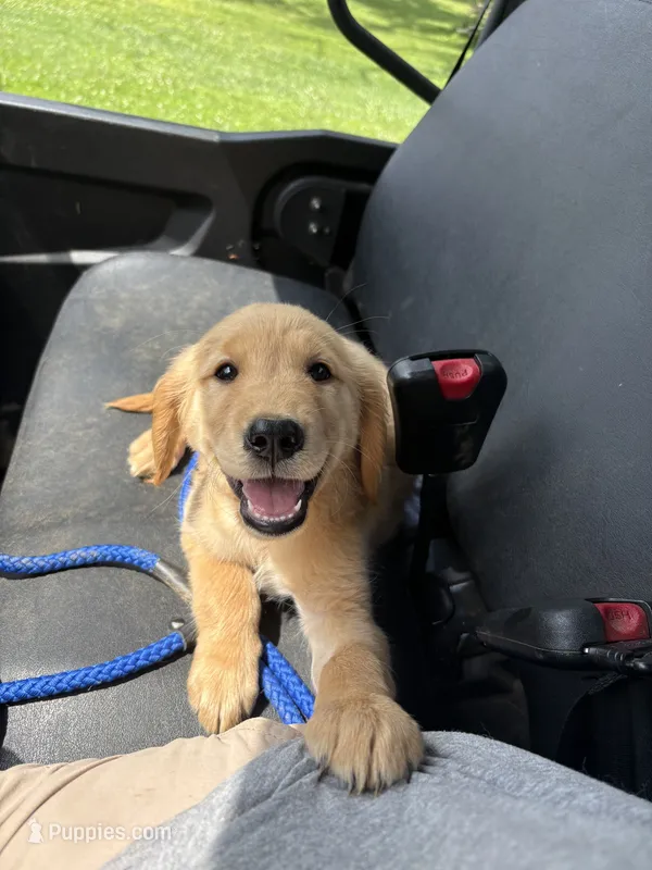 Bashful – Golden Retriever puppy for sale in Elizabethtown, KY