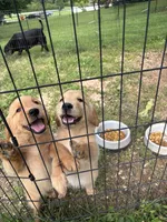 Bashful, a female Golden Retriever for sale in Elizabethtown, KY – 7 of 9