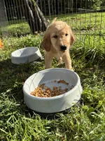 Princess, a female Golden Retriever for sale in Elizabethtown, KY – 7 of 10