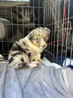 Blue Merle- Pearl, a female Australian Shepherd for sale in Elizabethtown, KY – 3 of 9