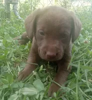 Cocoa, a female Labrador Retriever for sale in Elizabethtown, KY – 2 of 2