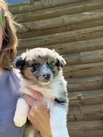 Blue Merle- Pearl, a female Australian Shepherd for sale in Elizabethtown, KY – 8 of 9