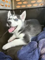 Queen, a female Siberian Husky for sale in Elizabethtown, KY – 8 of 10