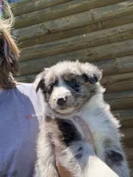 Blue Merle-opal, a female Australian Shepherd for sale in Elizabethtown, KY – 6 of 9