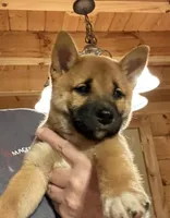 Phoenix , a female Shiba Inu for sale in Elizabethtown, KY – Photo 3 of 8