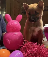 Phoenix , a female Shiba Inu for sale in Elizabethtown, KY – Photo 6 of 8