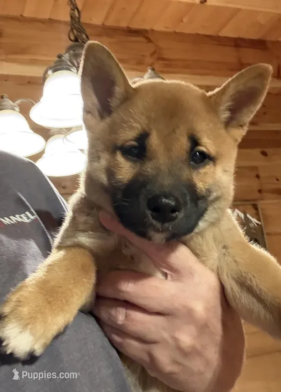 Phoenix  – Shiba Inu puppy for sale in Elizabethtown, KY